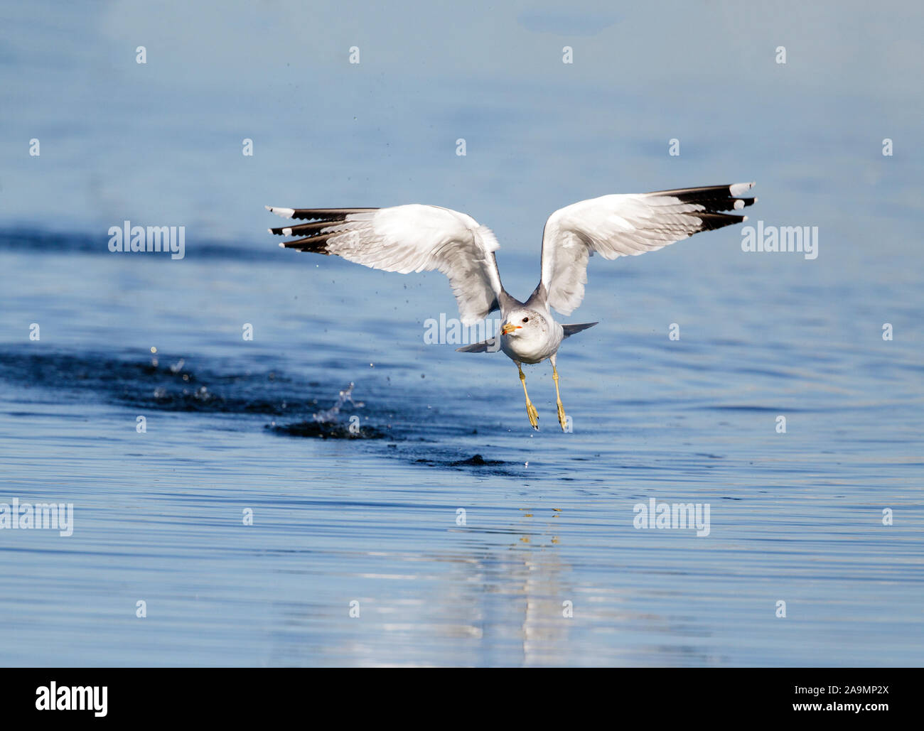 Goéland de Californie à décoller de l'eau Banque D'Images