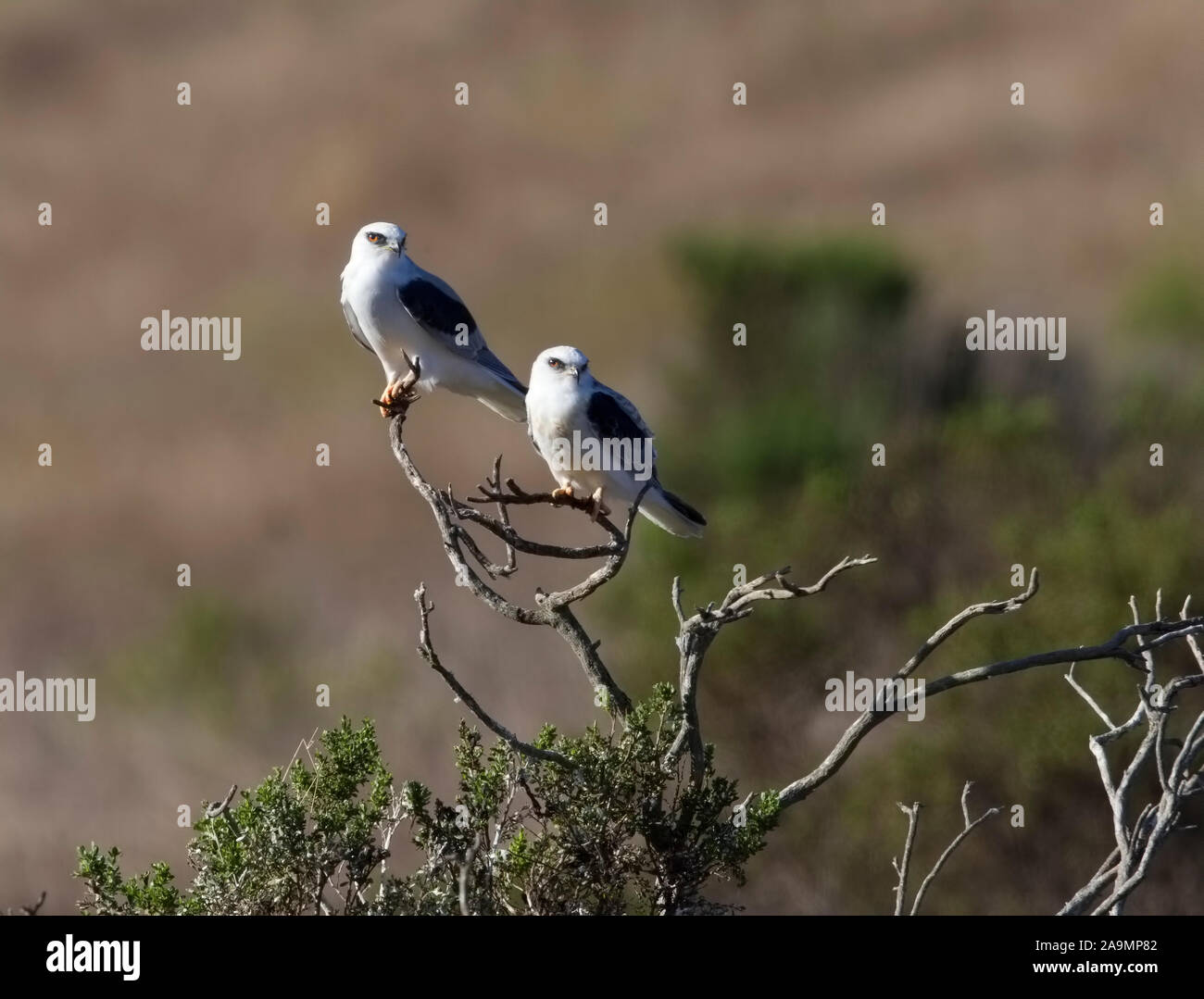 Deux cerf-volants perché sur arbre mort Banque D'Images