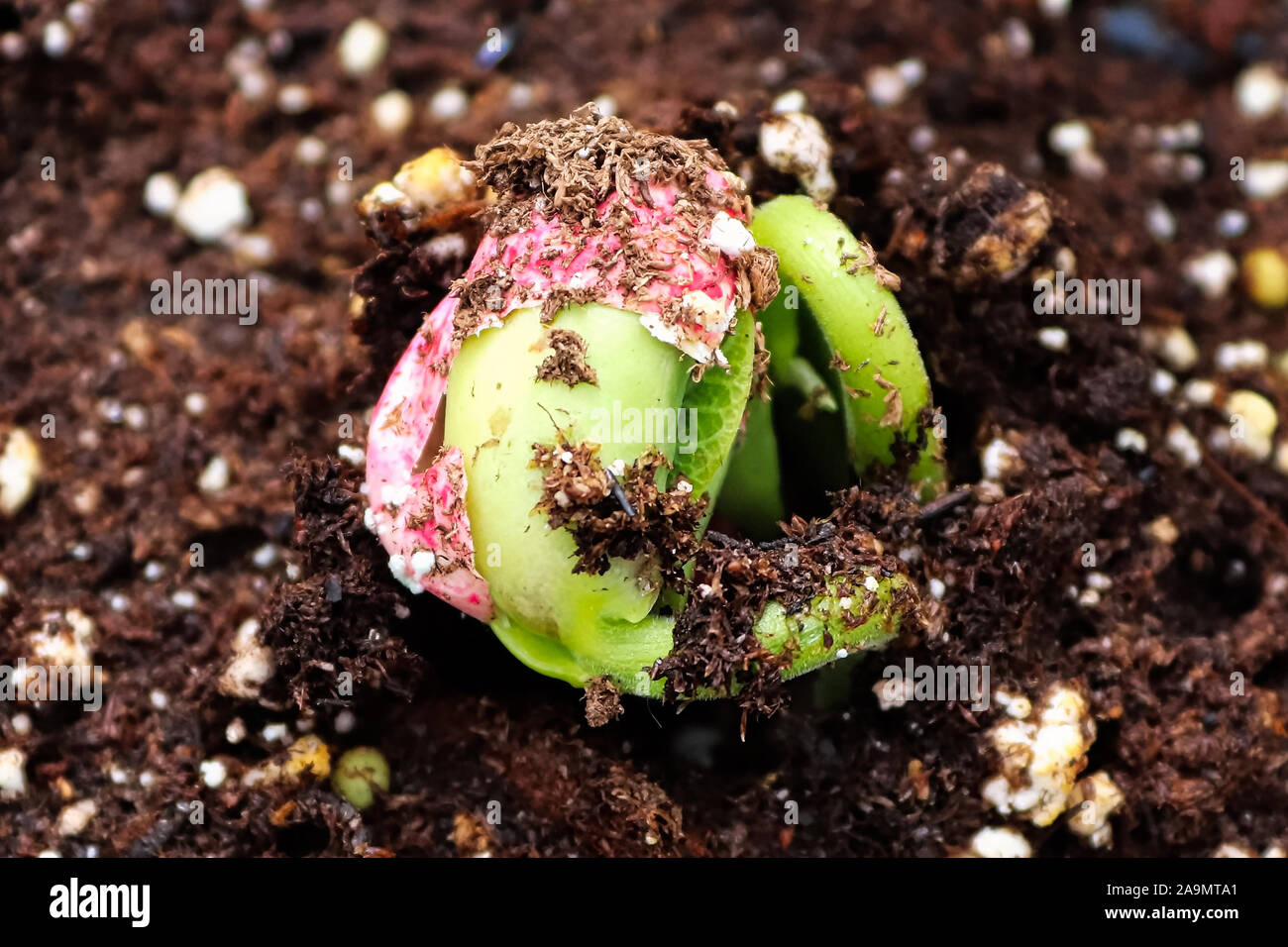 Libre d'un bean sprout de fissuration sa graine Banque D'Images