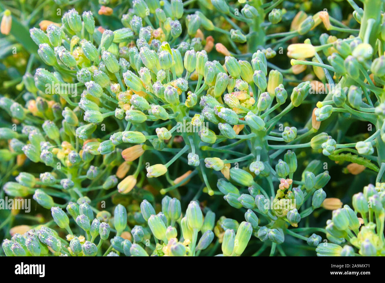 Macro-vision des bourgeons de brocoli couvrant en gouttes de rosée Banque D'Images