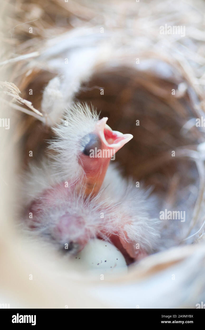 Roselin Familier Des Oiseaux Nouveau Ne Avec La Bouche Ouverte Dans Le Nid Avec Des Oeufs Photo Stock Alamy