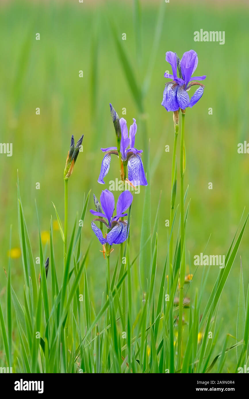 Blaue Schwertlilie (Irsis sibirica) Banque D'Images