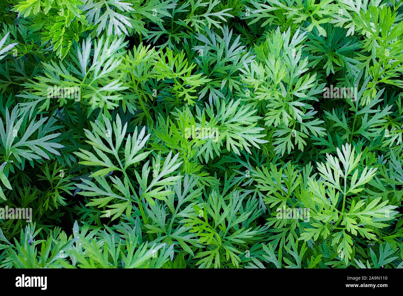 Un contexte de jeunes carottes vert Banque D'Images