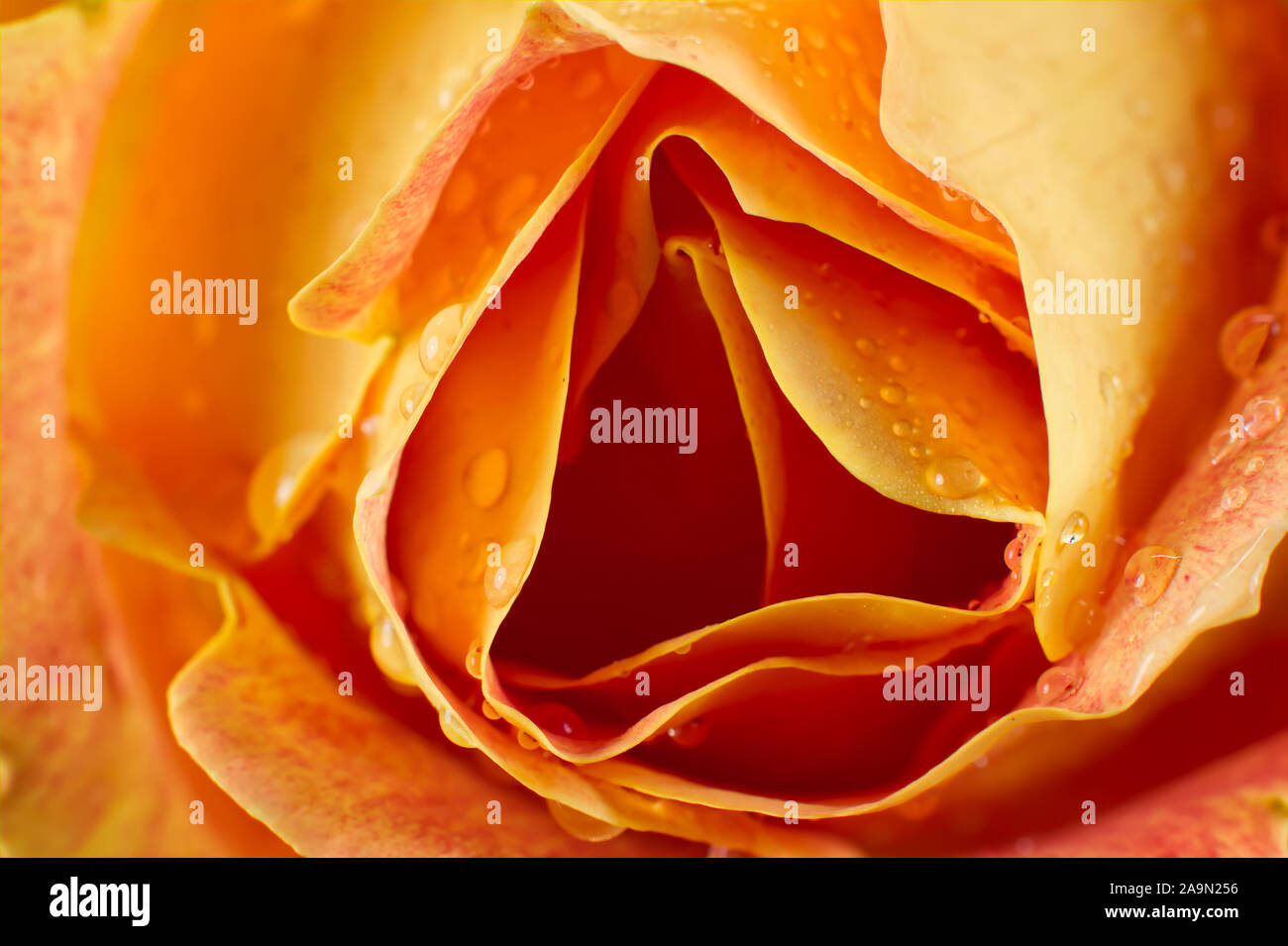 Blooming rose orange Banque D'Images