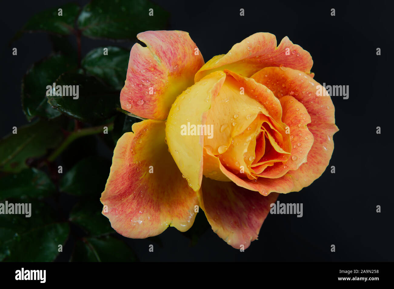Blooming rose orange Banque D'Images
