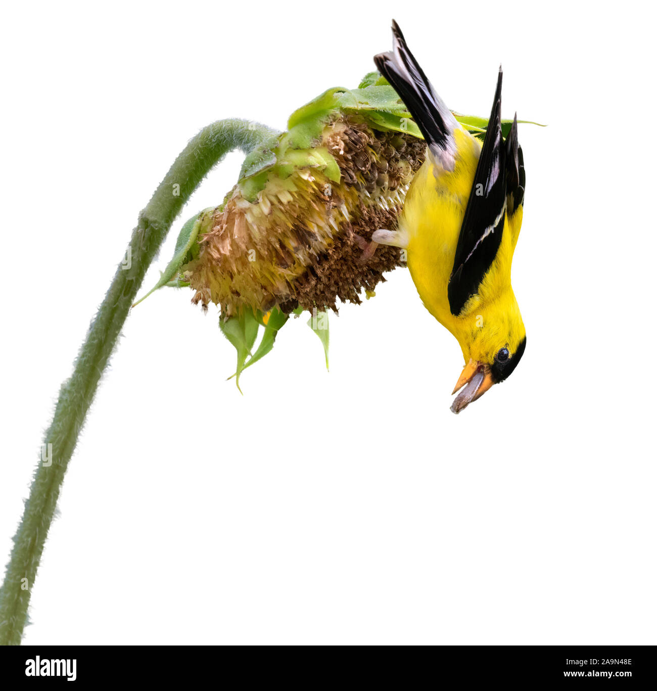Chardonneret jaune (Spinus tristis) mâle se nourrissant de tournesol, isolé sur fond blanc Banque D'Images