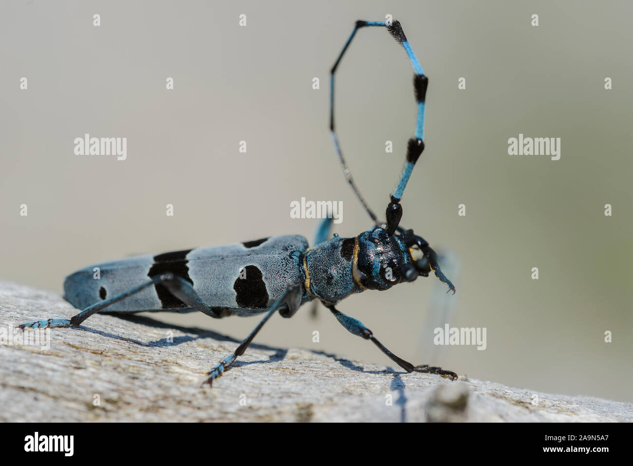 Alpenbock putzt seinen Fühler Banque D'Images