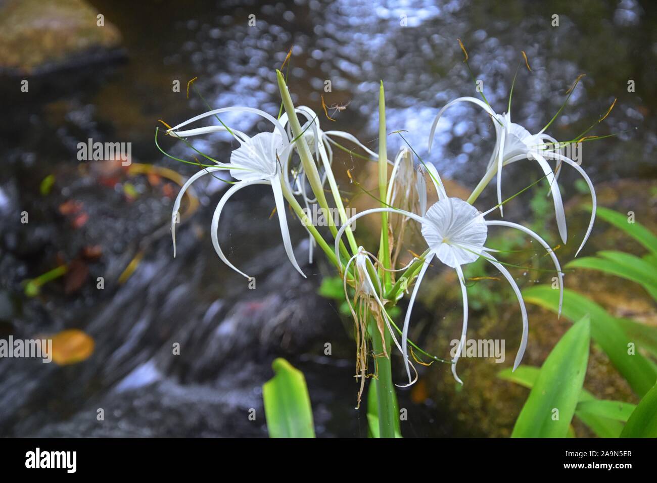 Fleur de lys blanc Crinum Latifolium, plante herbacée vivace de la famille  de l'amaryllis Amaryllidaceae, délicate, comme l'araignée au tropical r  Photo Stock - Alamy