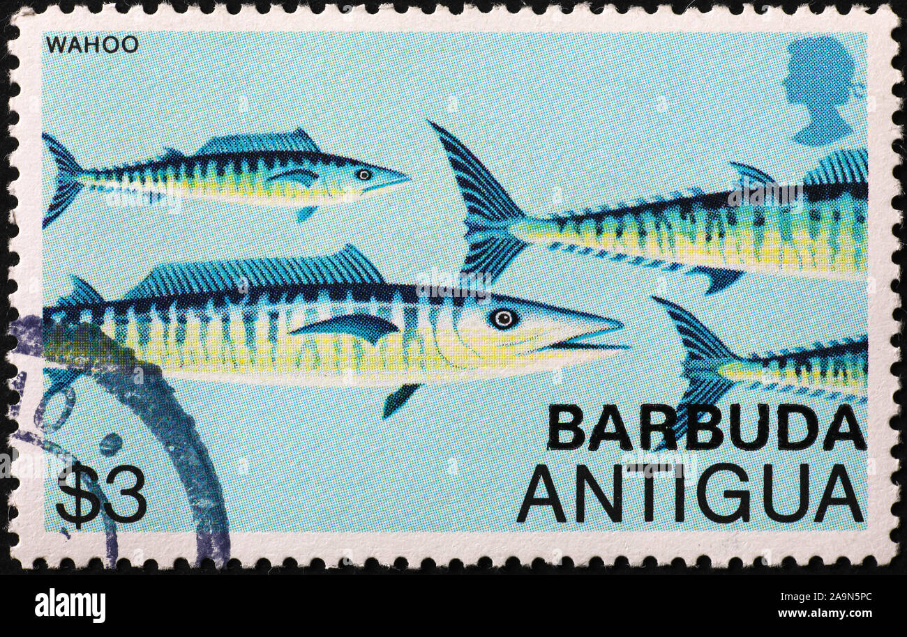 Wahoo poisson sur timbre-poste d'Antigua Banque D'Images