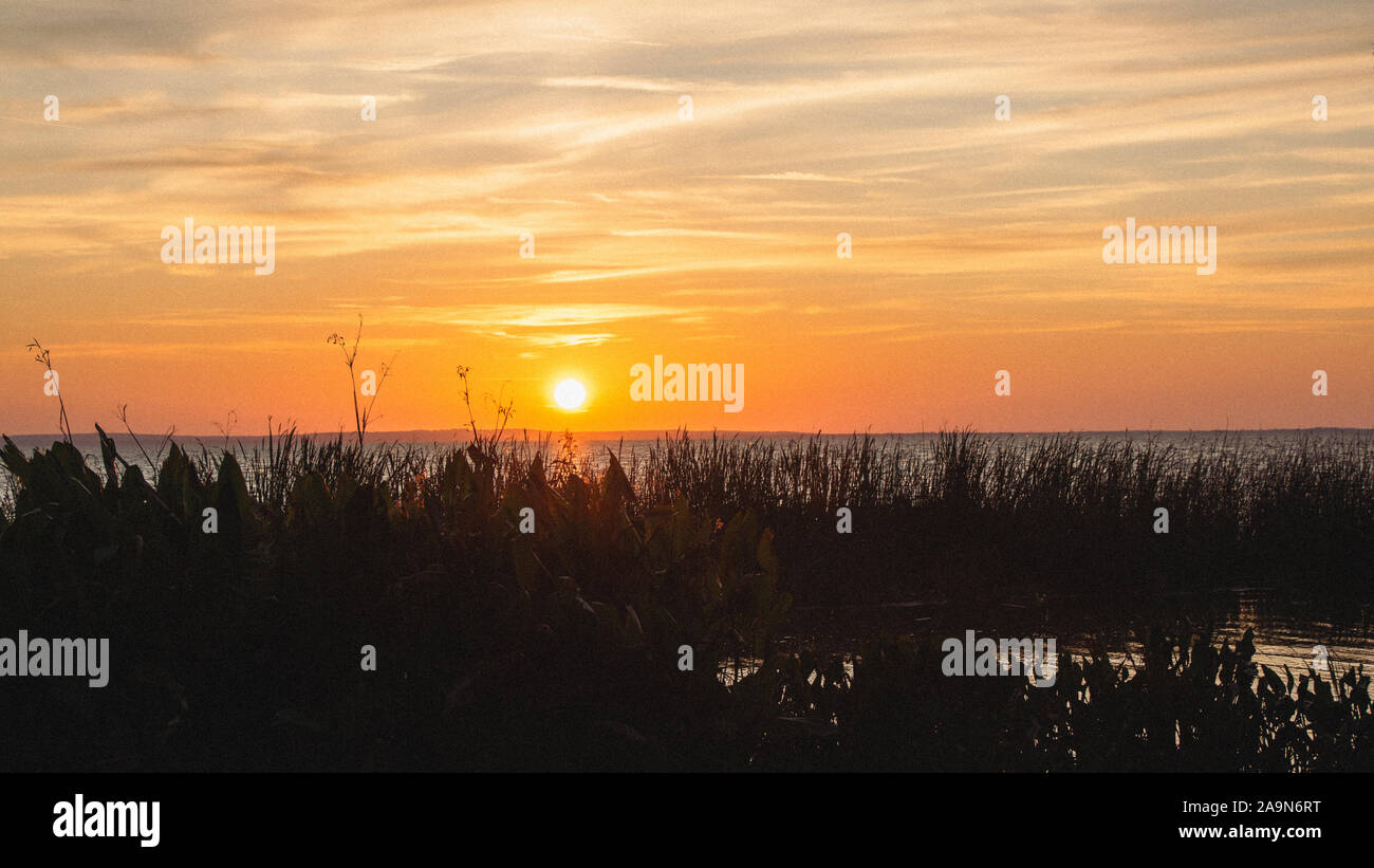 Le soleil se couche sur l'herbe haute à l'entrée du lac Apopka en Floride. Banque D'Images