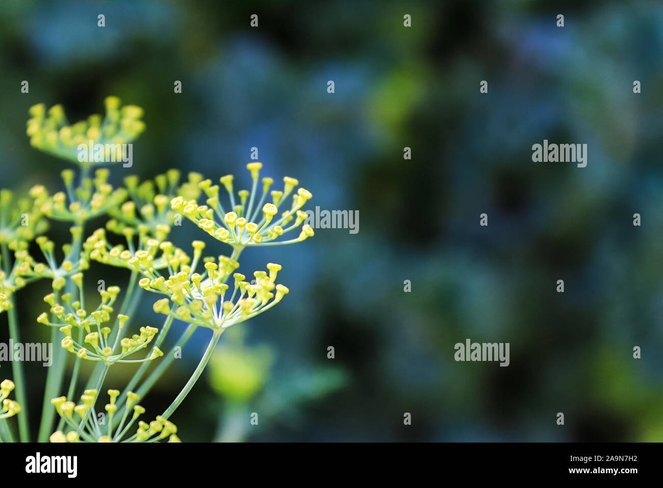 Macro-vision d'aneth fleurs en croissance dans le jardin Banque D'Images