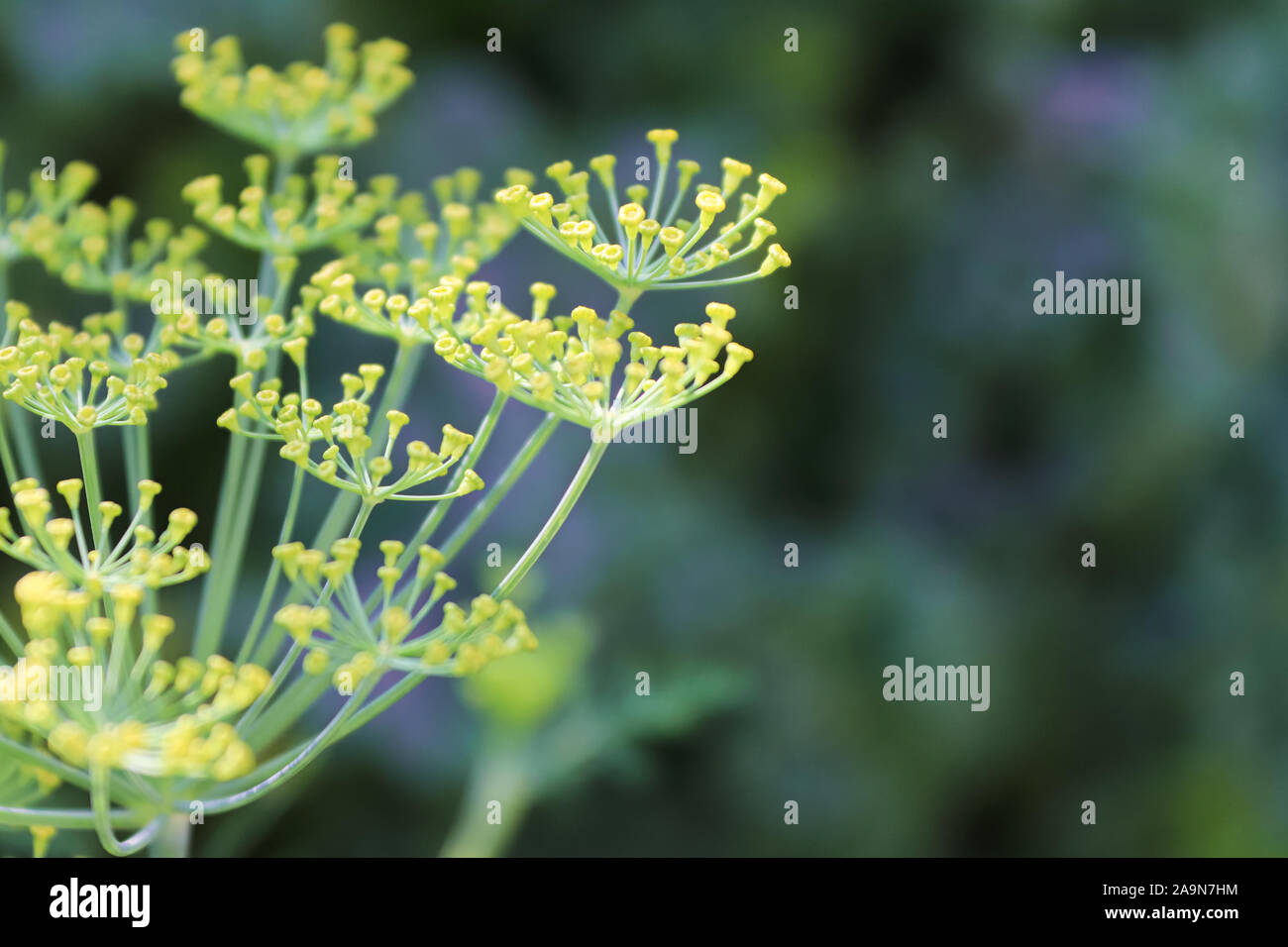 Macro-vision d'aneth fleurs en croissance dans le jardin Banque D'Images