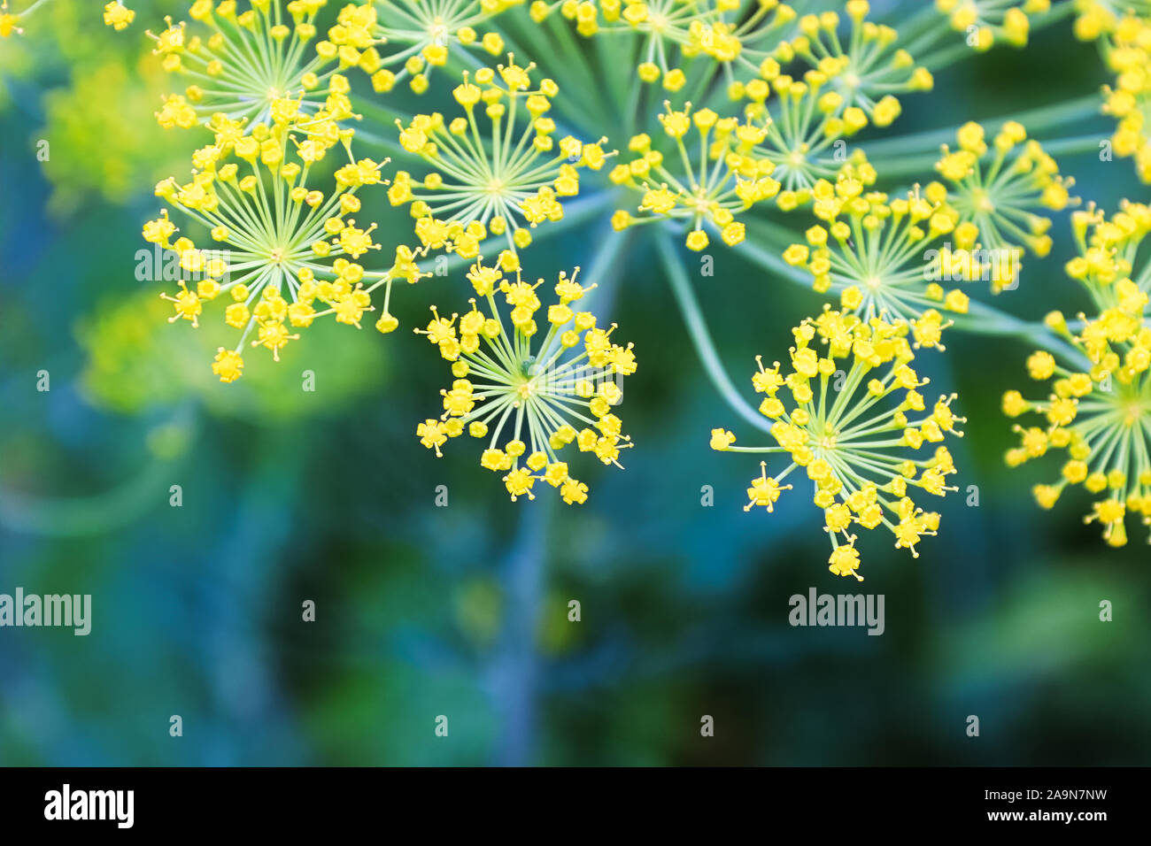 Macro-vision d'aneth fleurs en croissance dans le jardin Banque D'Images