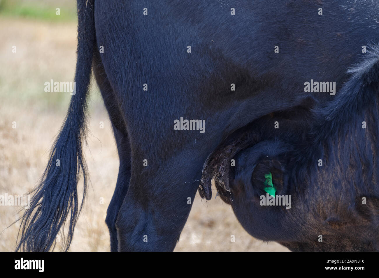 Boire du lait frais de vache Banque de photographies et d’images à haute résolution Alamy