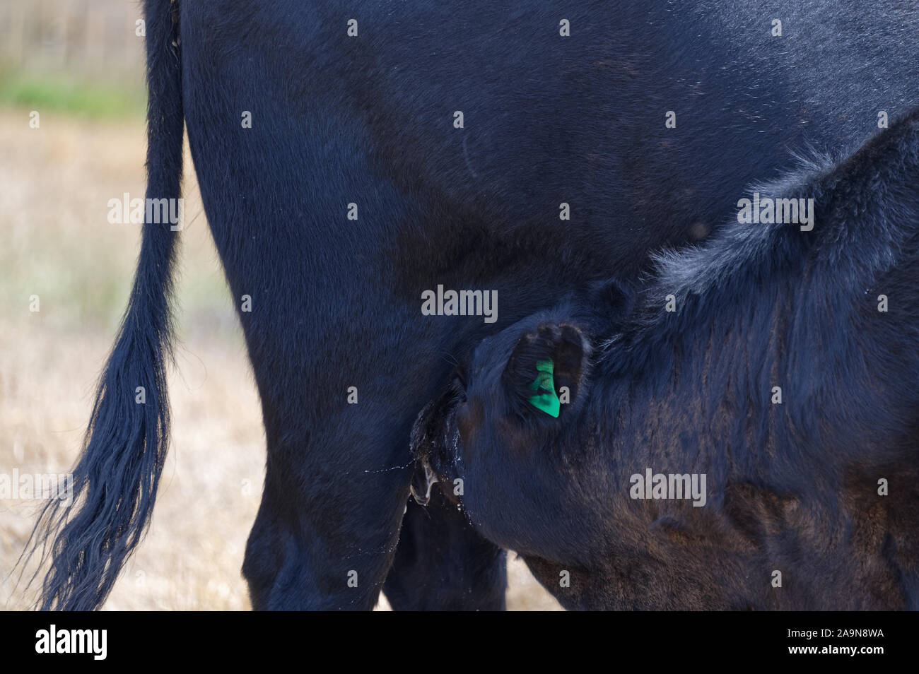 Un bébé noir vache est de boire du lait de sa maman Banque D'Images