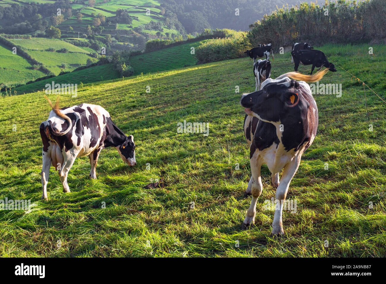 Vaches qui paissent sur le pâturage à Sao Miguel, Açores, Portugal Banque D'Images