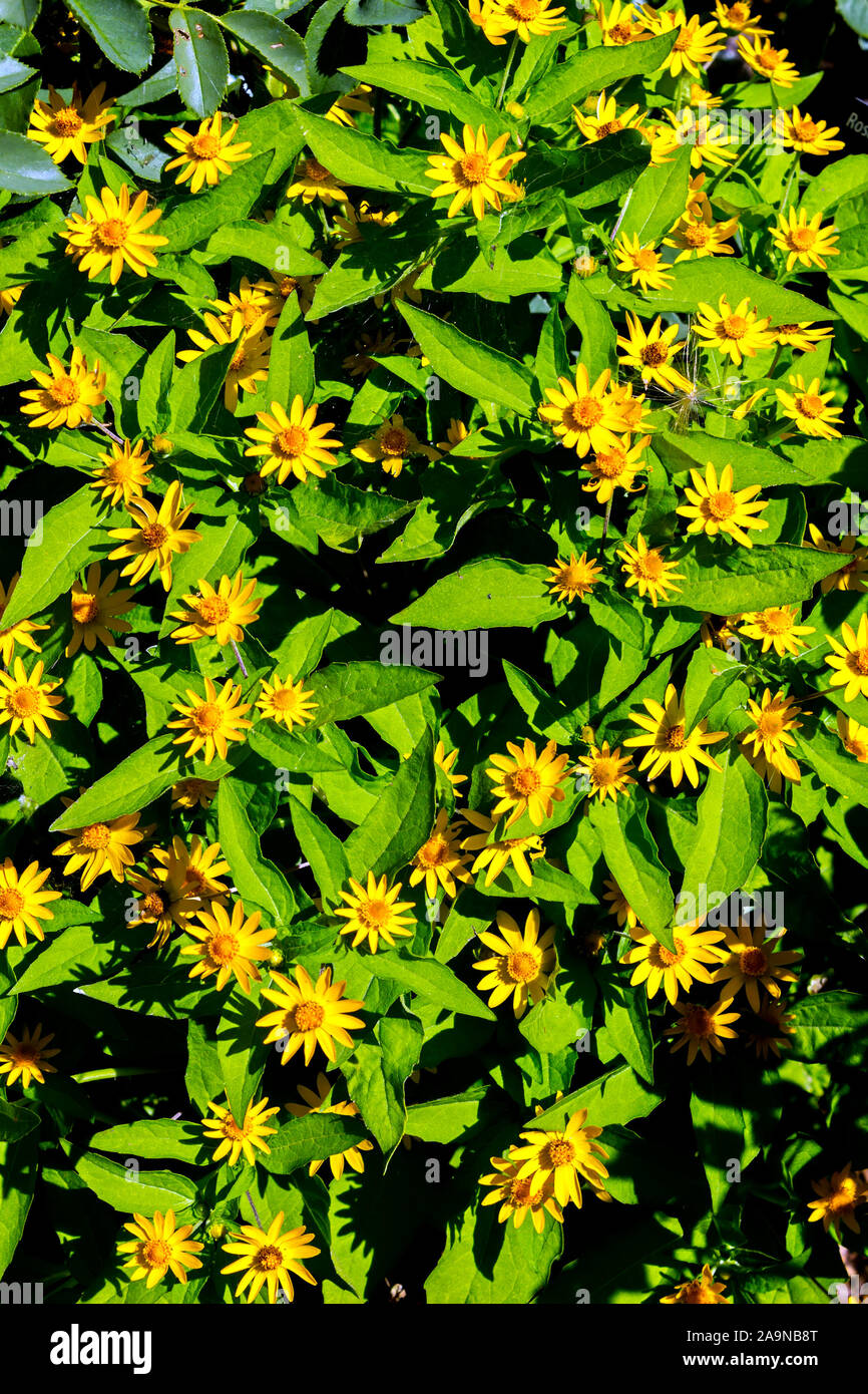 Belles fleurs jaunes à l'automne jardin botanique de Denver, Colorado. Banque D'Images