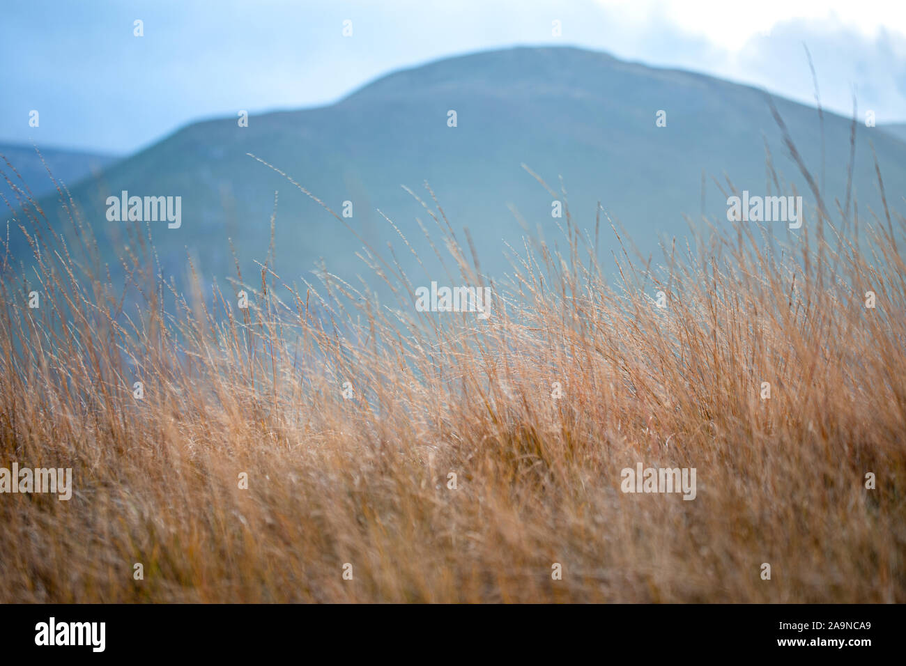 De l'herbe sèche épillets sur Mountain Top Meadow Lake District National Park, Royaume-Uni Banque D'Images