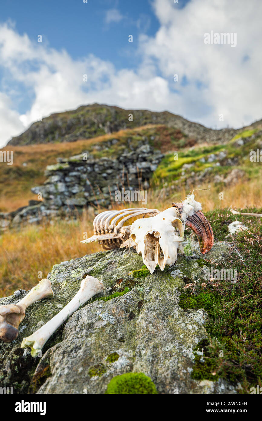 Squelette de moutons et les os dispersés sur mountain rock à Lake District, Royaume-Uni Banque D'Images