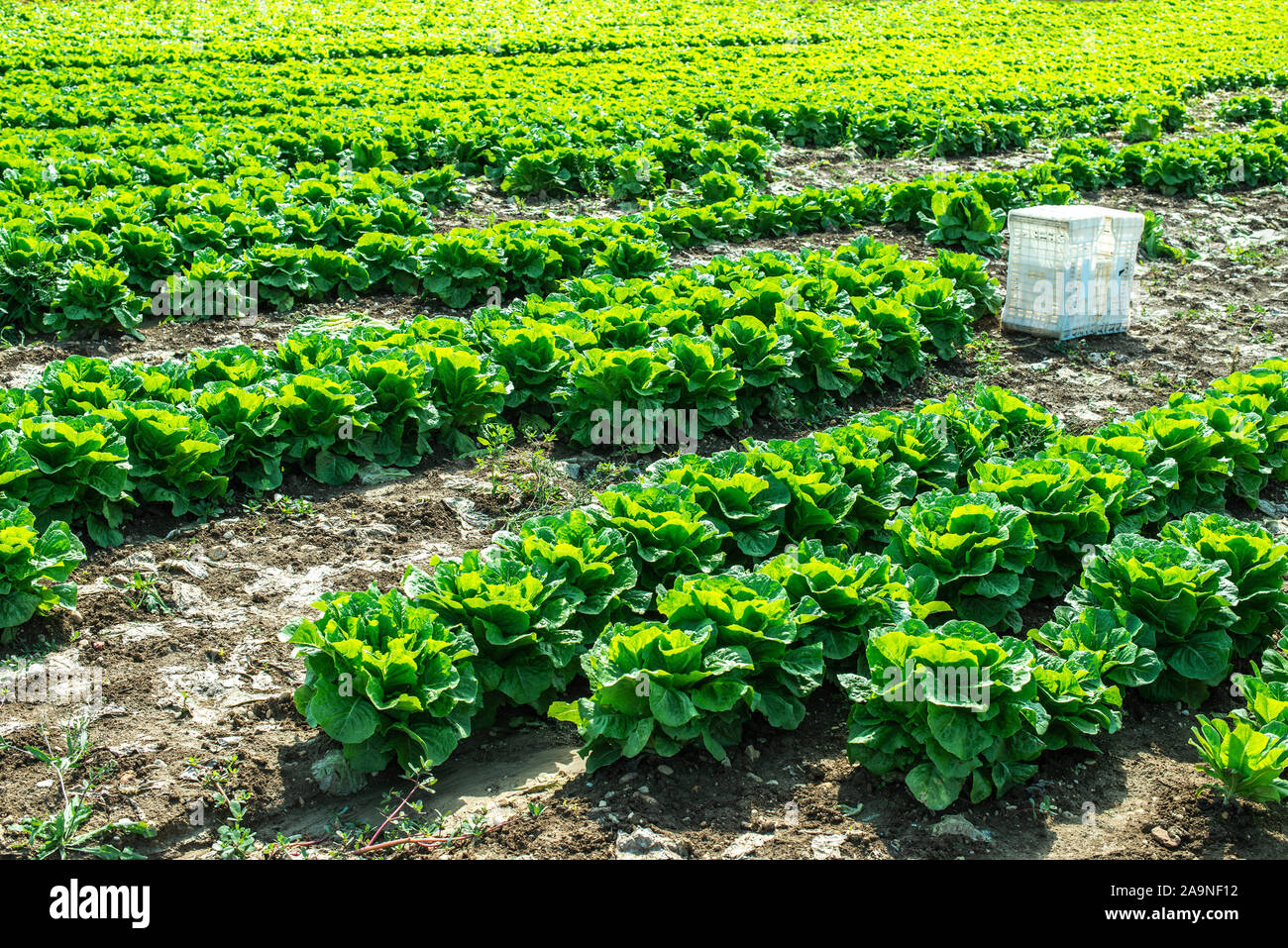 Laitue mûre grande ferme industrielle dans l'air extérieur. Laitue de plus en plus dans le sol. Choisir la laitue en plantation. Livre blanc des caisses. Banque D'Images