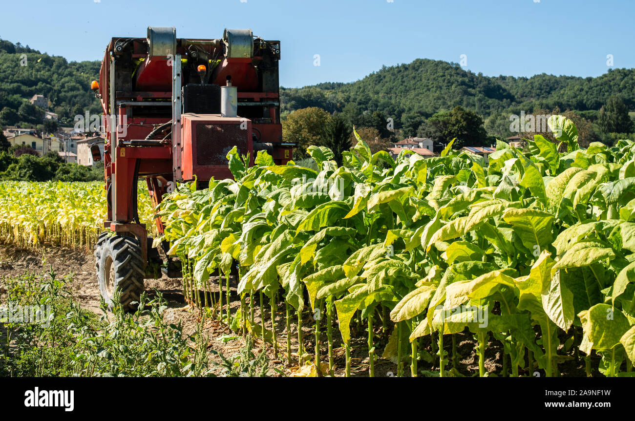 La récolte des feuilles de tabac avec l'ensileuse tracteur. Plantation de tabac. La culture du tabac dans l'industrie. La lumière du soleil. Banque D'Images