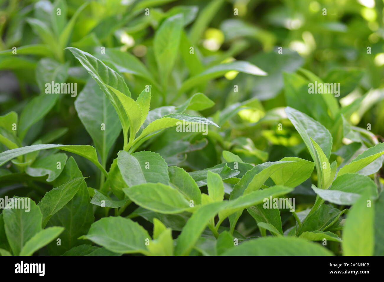 La longévité des épinards, également connu sous le nom de Gynura Procumbens, est un légume qui est récemment devenu très populaire aux États-Unis cette plante qui a été l'origine Banque D'Images