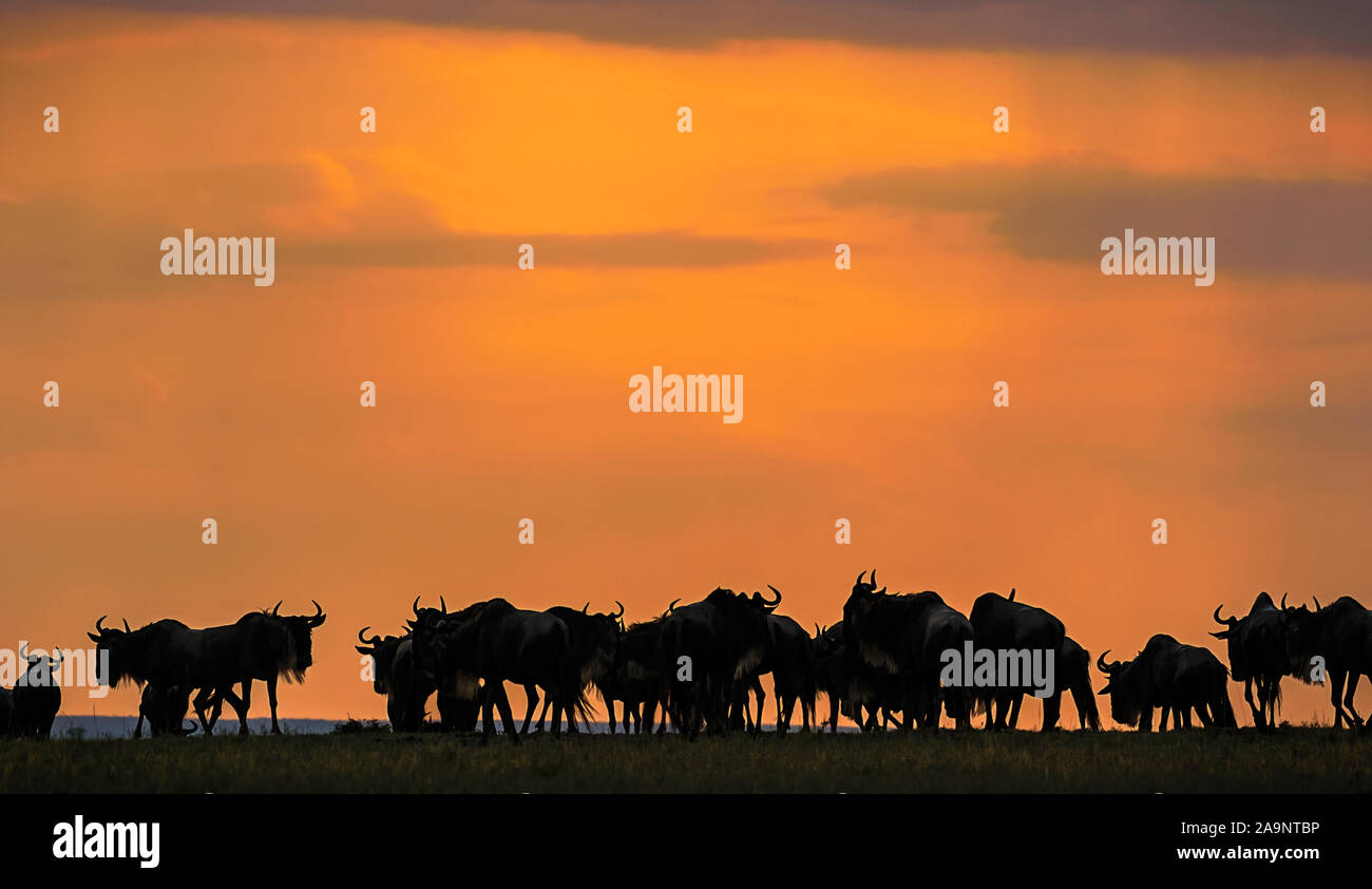 Wildebeests au coucher du soleil à Maasai Mara, Kenya Banque D'Images