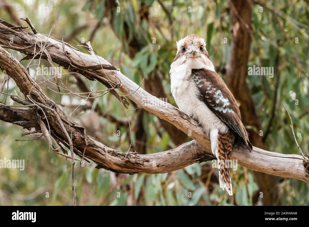 Laughing Kookaburra à Red Hill Nature Reserve, ACT, Australie sur un matin de printemps en octobre 2019 Banque D'Images