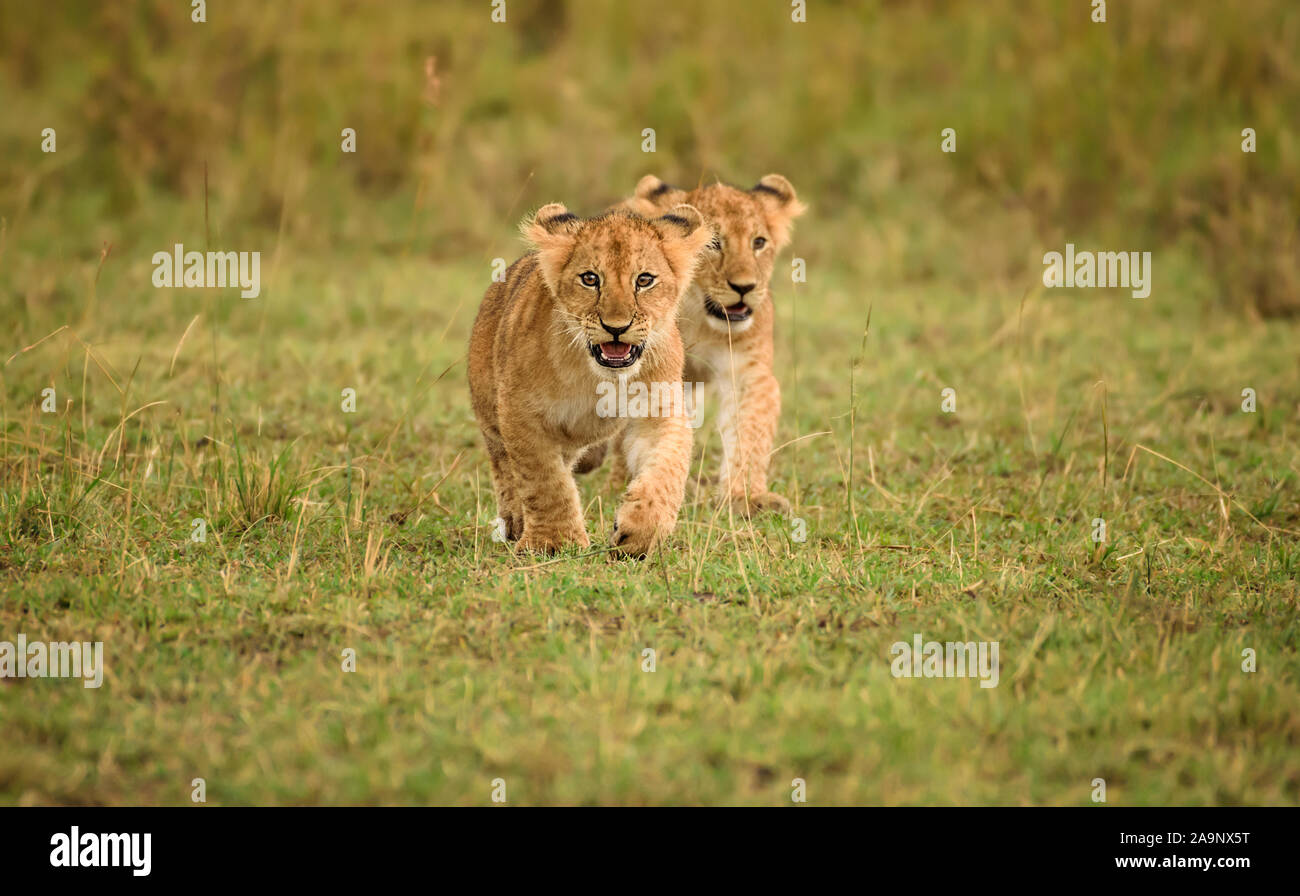 De jolis oursons de lion en mouvement, qui couillent dans les plaines de Maasai Mara, Kenya Banque D'Images