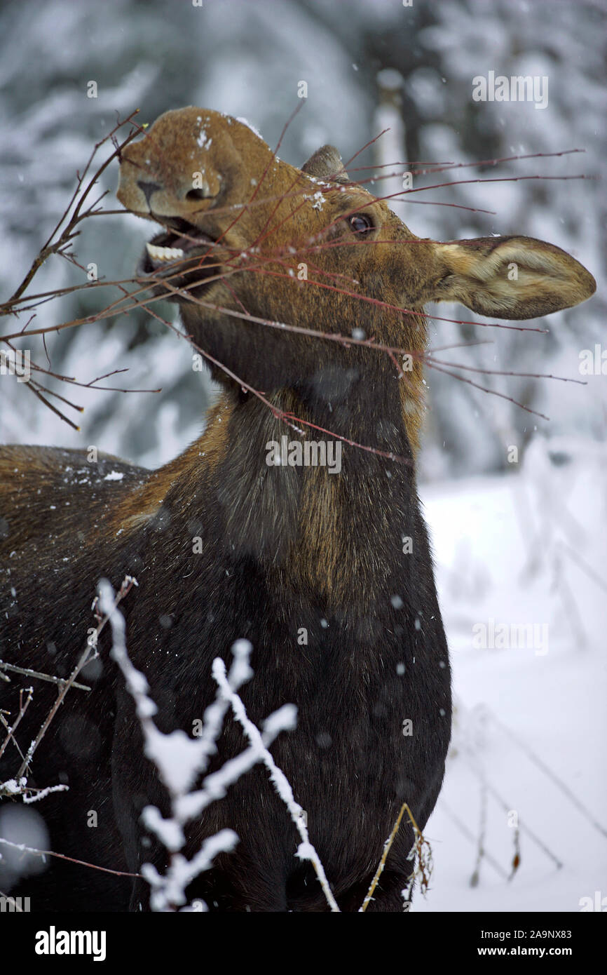 Gros plan du big Moose Cow standing dans la neige profonde, en se nourrissant de branches de saule. Banque D'Images Gros plan du big Moose Cow standing dans la neige profonde, en se nourrissant de branches de saule. Banque D'Images
