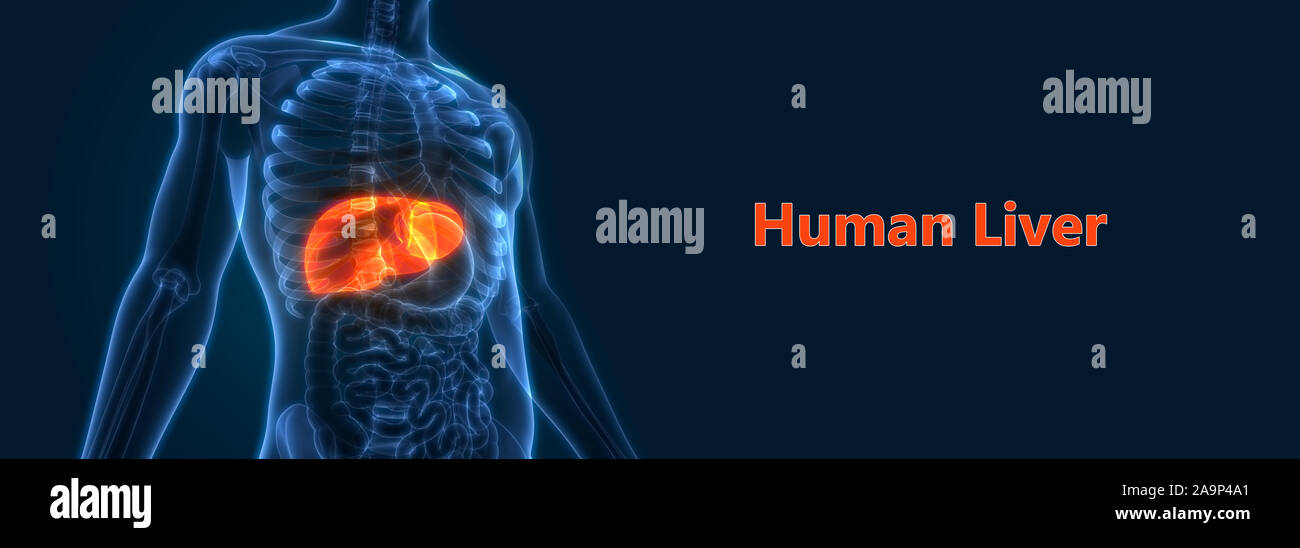 L'Organe digestif interne Anatomie du foie Banque D'Images