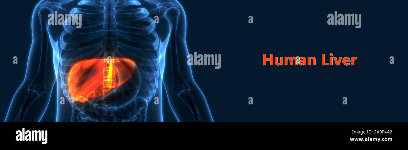 L'Organe digestif interne Anatomie du foie Banque D'Images