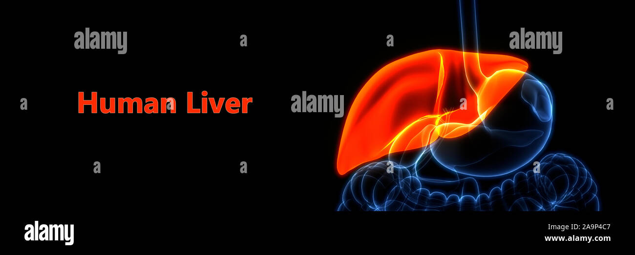 L'Organe digestif interne Anatomie du foie Banque D'Images