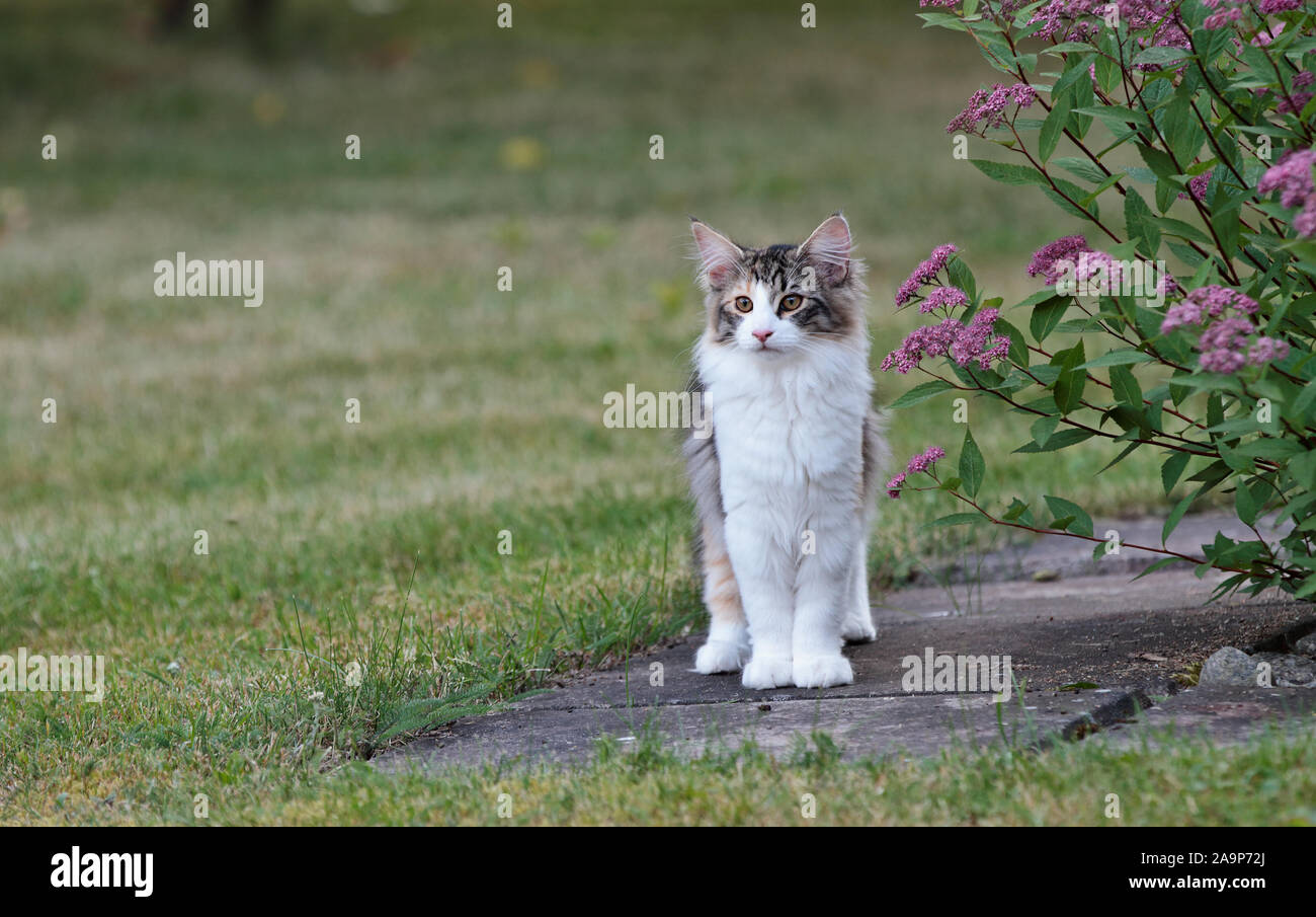 A 4 mois chat norvégien chaton debout à côté d'une plante en fleurs dans un jardin Banque D'Images