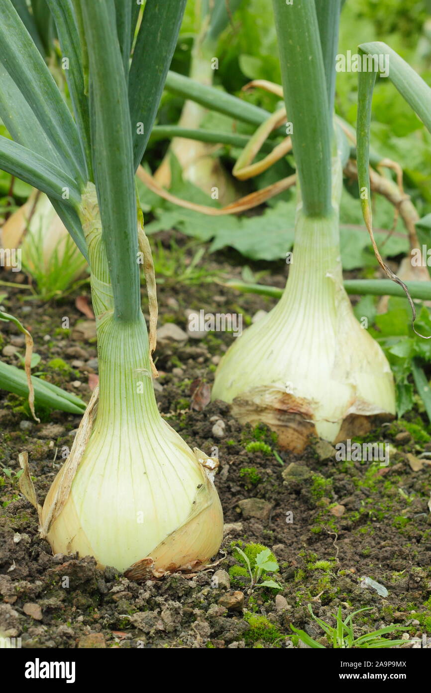 L'Allium cepa. Grand "Globo" dans les lignes de plus en plus d'oignons d'un potager en septembre. UK Banque D'Images