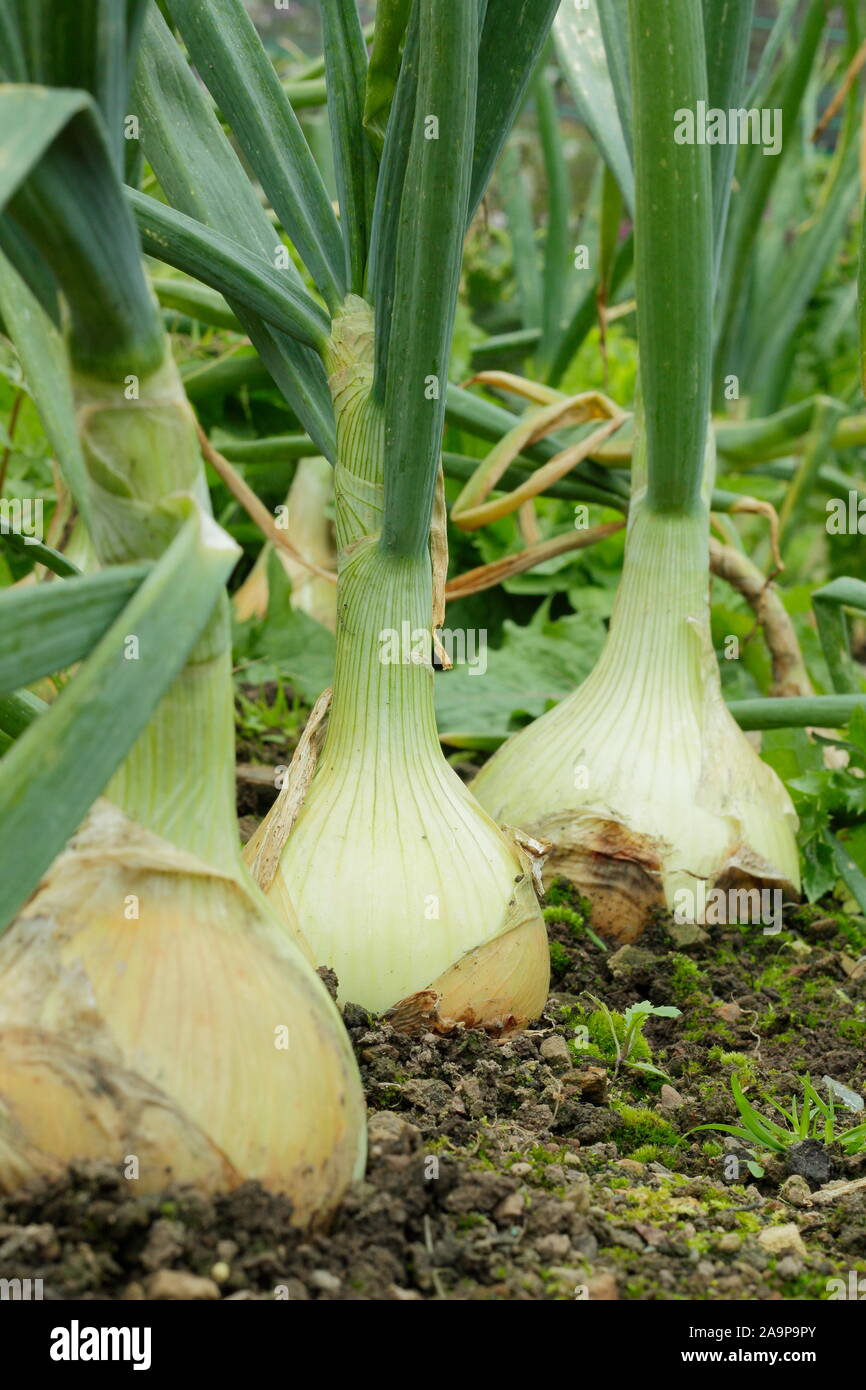 L'Allium cepa. Grand "Globo" dans les lignes de plus en plus d'oignons d'un potager en septembre. UK Banque D'Images
