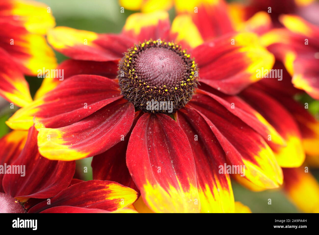 Rudbeckia hirta Toto 'Rustic' gloriosa daisy la floraison dans un jardin à la fin de l'été. Aga Banque D'Images