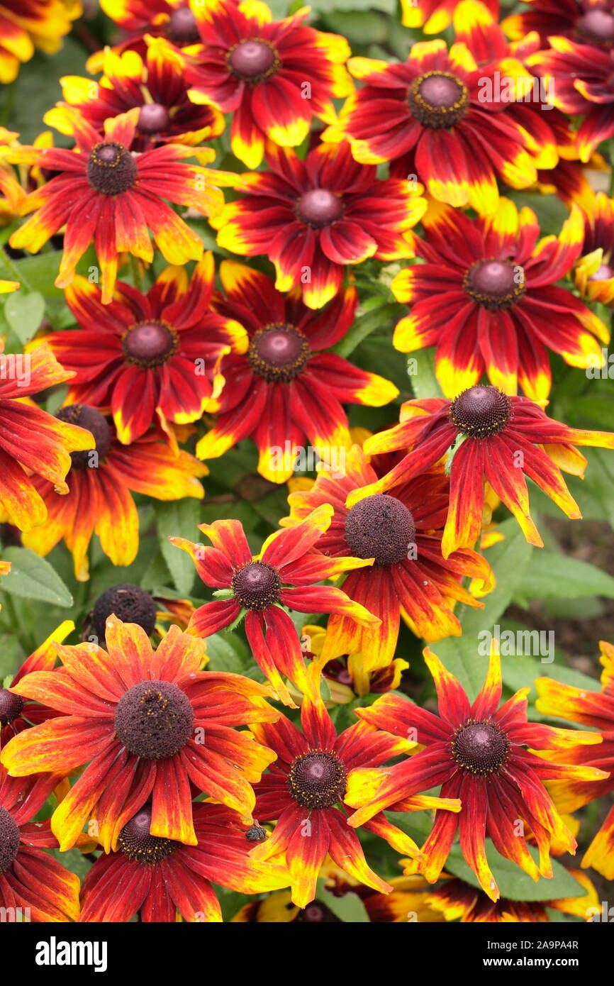 Rudbeckia hirta Toto 'Rustic' gloriosa daisy la floraison dans un jardin à la fin de l'été. Aga Banque D'Images