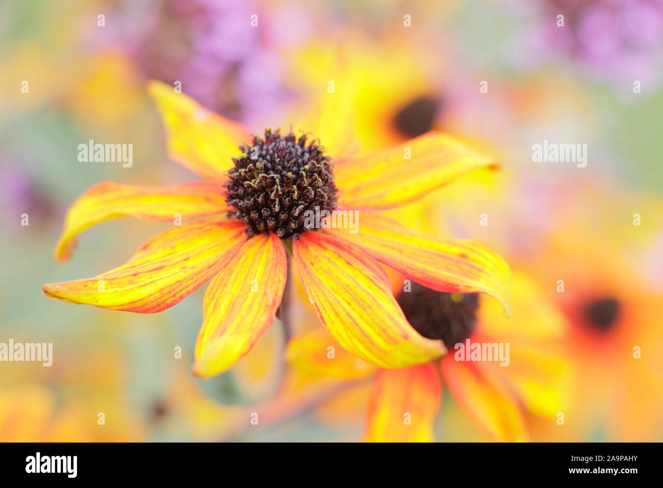 Rudbeckia triloba 'Prairie'. Fleurs de Brown-eyed Susan 'Prairie' dans un jardin à la fin de l'été. UK Banque D'Images