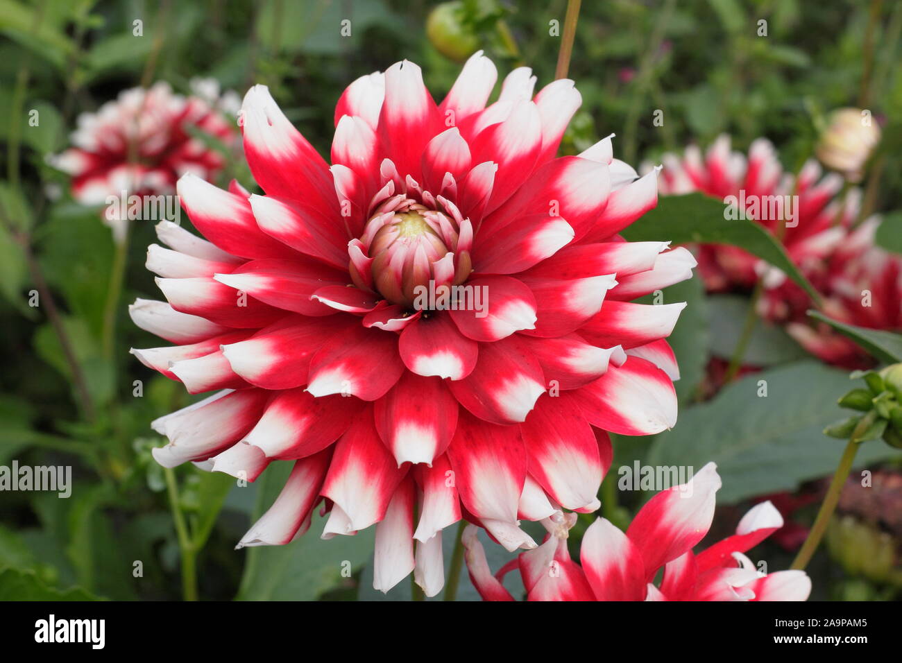 Dahlia 'Santa Claus', l'affichage grand distinctif, bi-fleurs de couleur dans un jardin. Banque D'Images