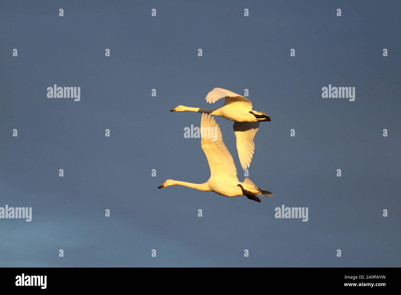 Les cygnes chanteurs, Cygnus cygnus, au printemps, la migration, Tysslinge Örebro, Suède. Banque D'Images