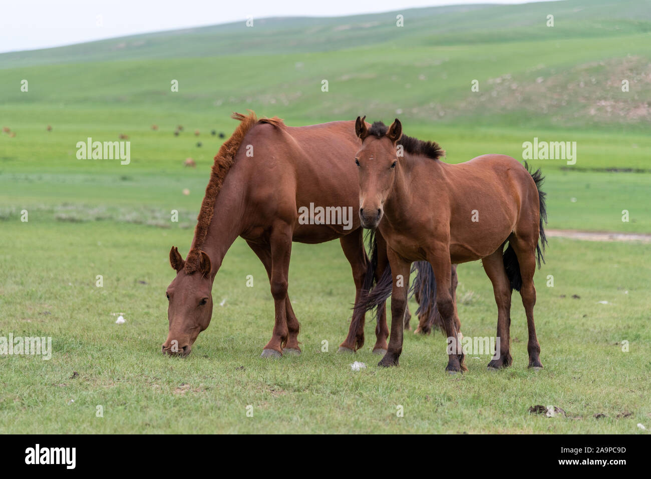 Chevaux mongoles dans le désert de Gobi en Mongolie Banque D'Images