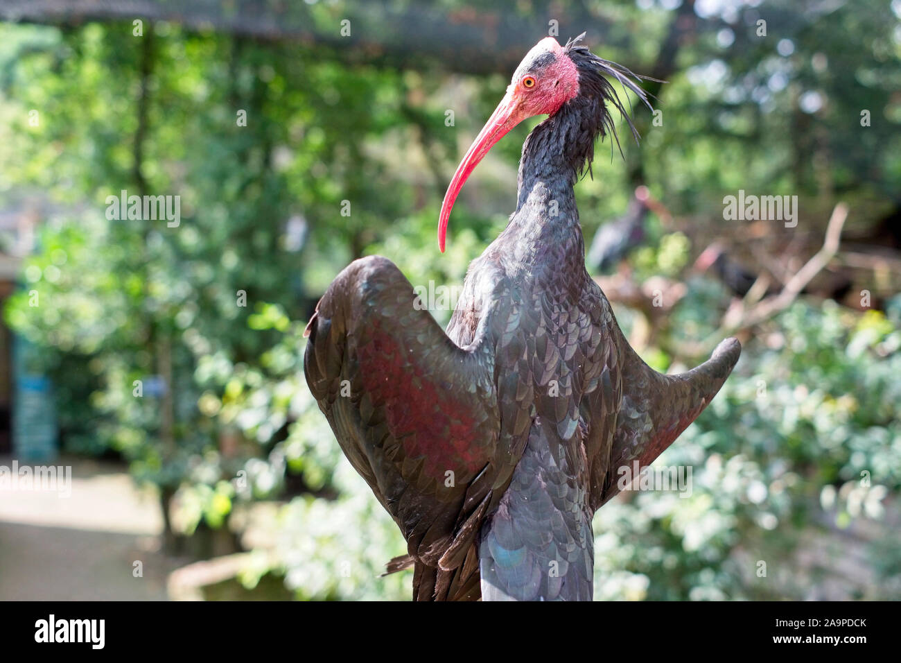 Un ibis chauve assis dans le soleil Banque D'Images