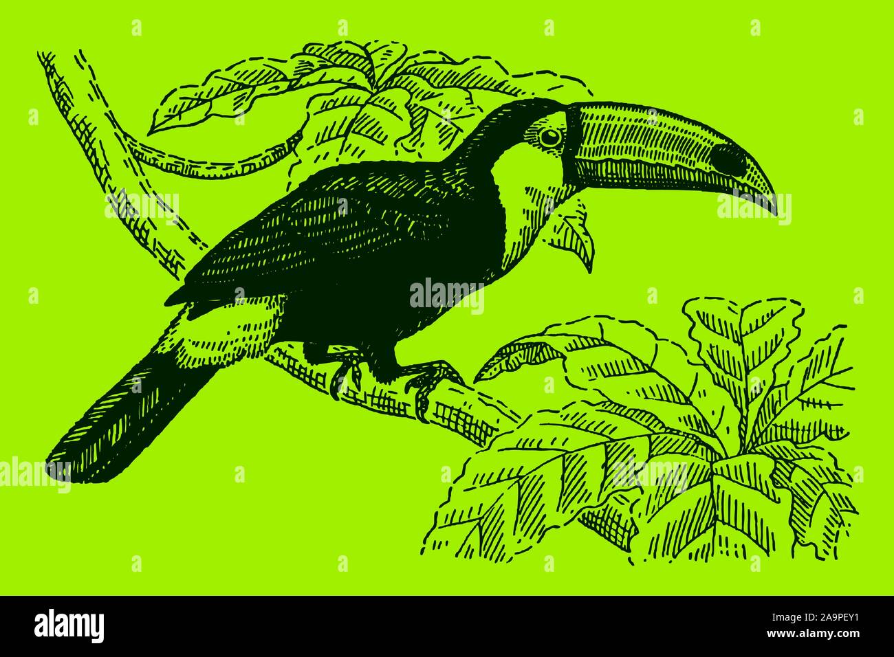 Toucan Toco (Ramphastos toco) avec un projet de loi énorme assis sur une branche sur un fond vert. Dans les couches modifiable Illustration de Vecteur