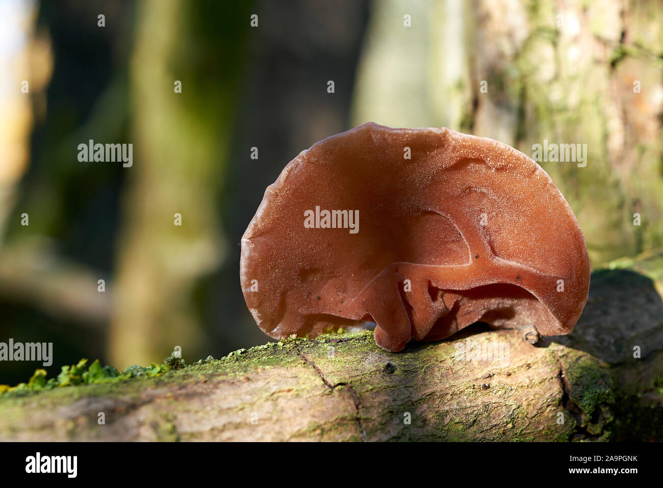 L'oreille de Judas (Auricularia auricula-judae) sur un tronc d'arbre mort dans la forêt Banque D'Images