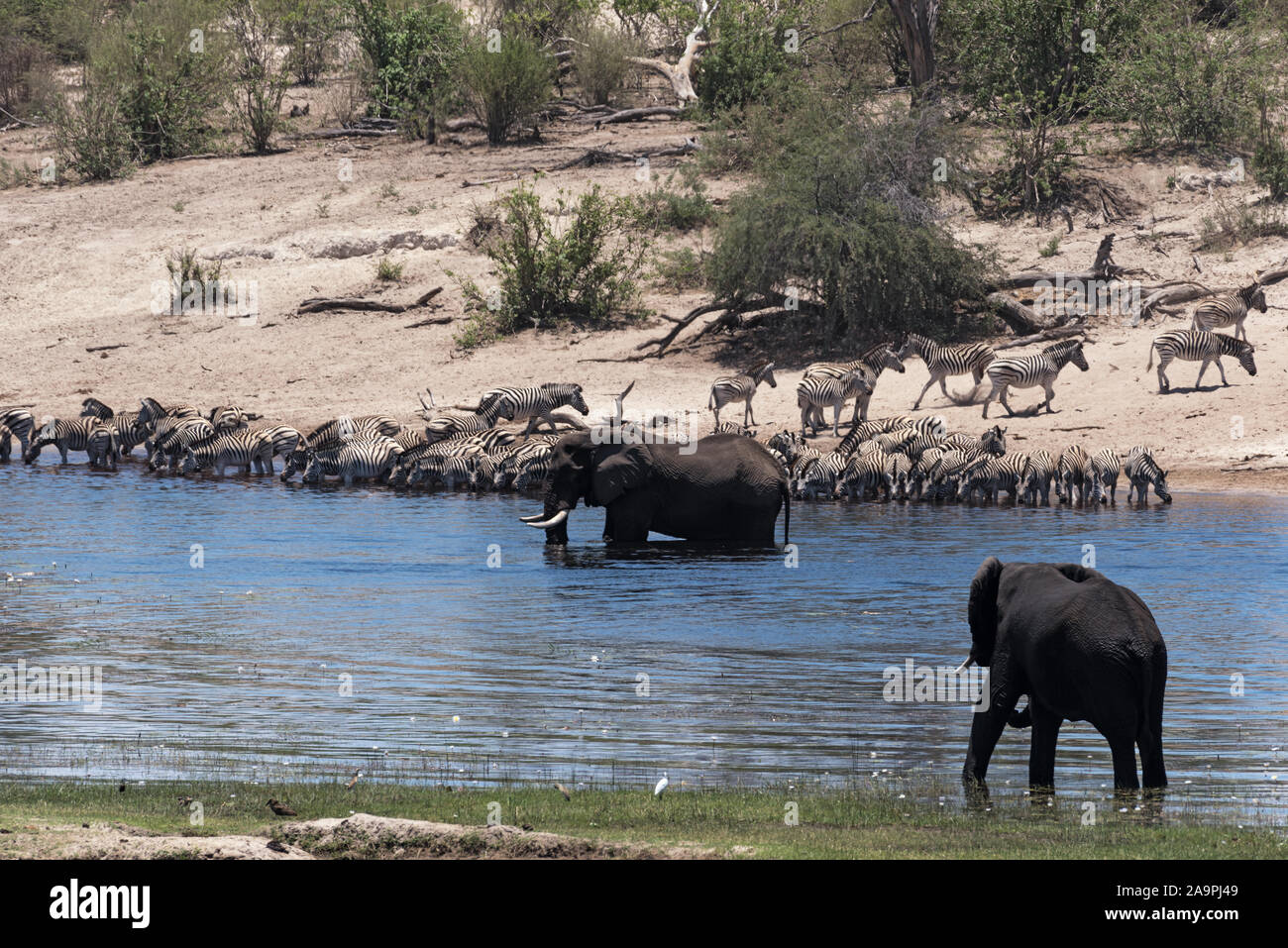 Les éléphants et les zèbres sur la rivière Boteti dans Makgadikgadi Pans National Park, Botswana Banque D'Images