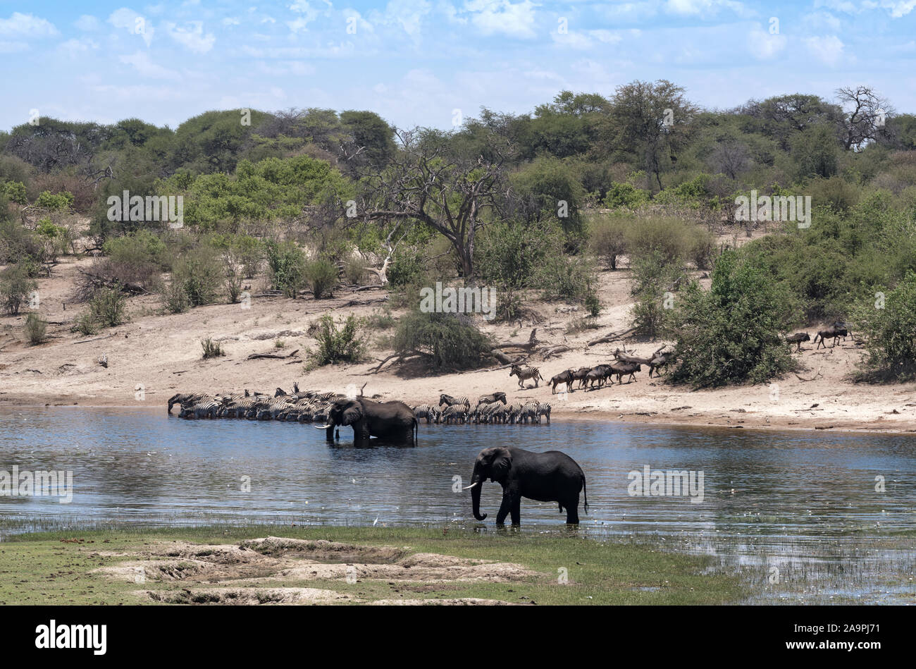 Les éléphants et les zèbres sur la rivière Boteti dans Makgadikgadi Pans National Park, Botswana Banque D'Images