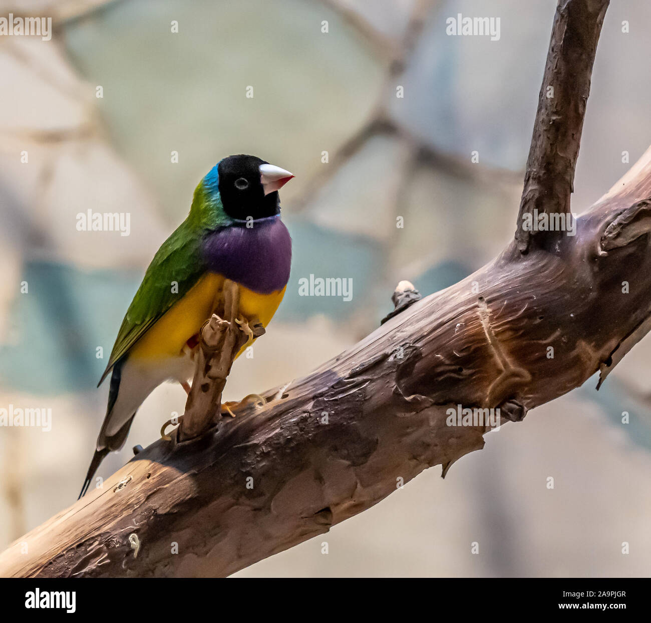 Libre de gouldian finch regardant la caméra dans le zoo de Francfort, Allemagne Banque D'Images