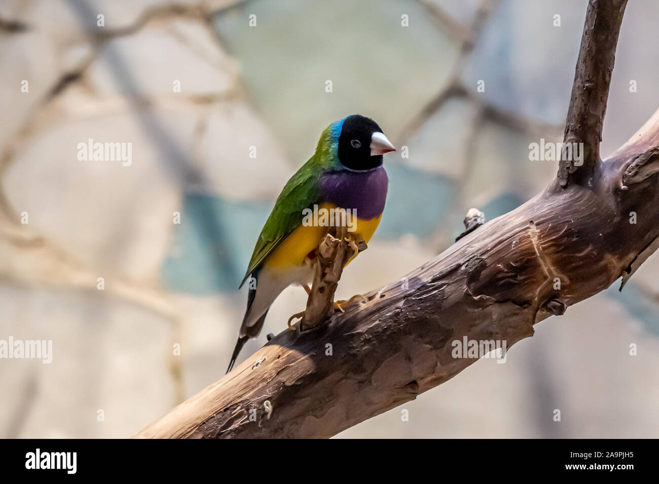 Libre de gouldian finch regardant la caméra dans le zoo de Francfort, Allemagne Banque D'Images