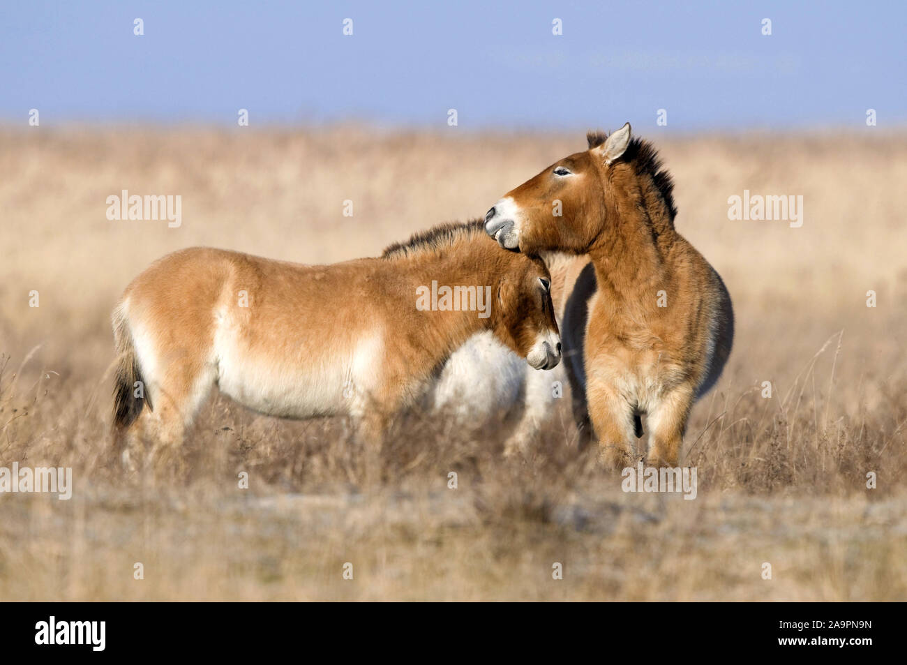 Przewalski-Pferd, Equus ferus przewalskii, cheval de Przewalski, Zwei Wildpferde in der Steppe winterlichen Banque D'Images
